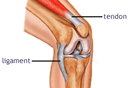 [Image: tendon_ligament.gif]
