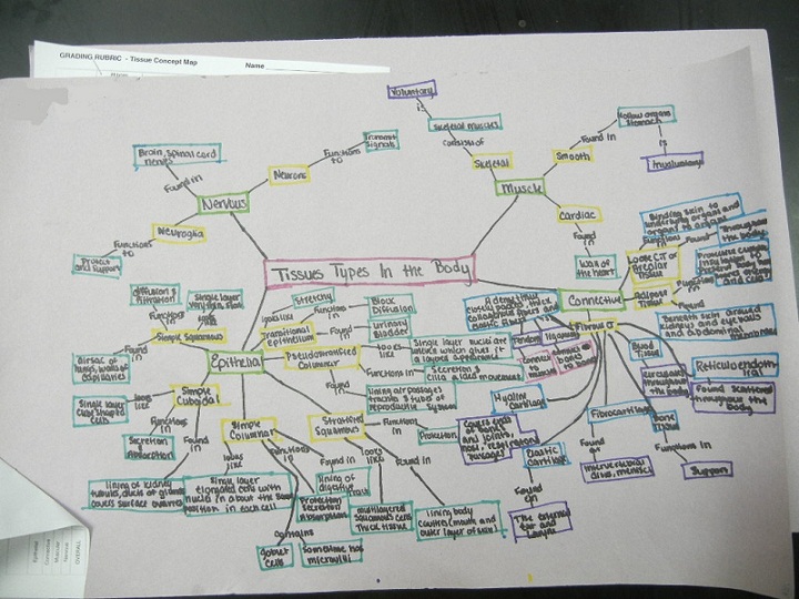 tissue concept map