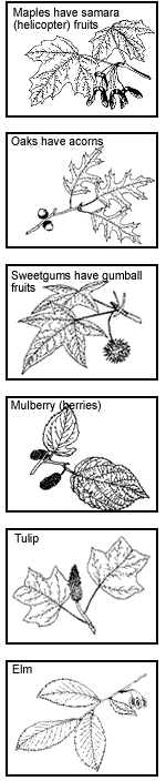 american elm tree identification. A Key To Tree Leaves in