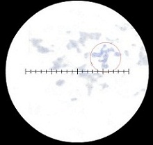 cells at 4x