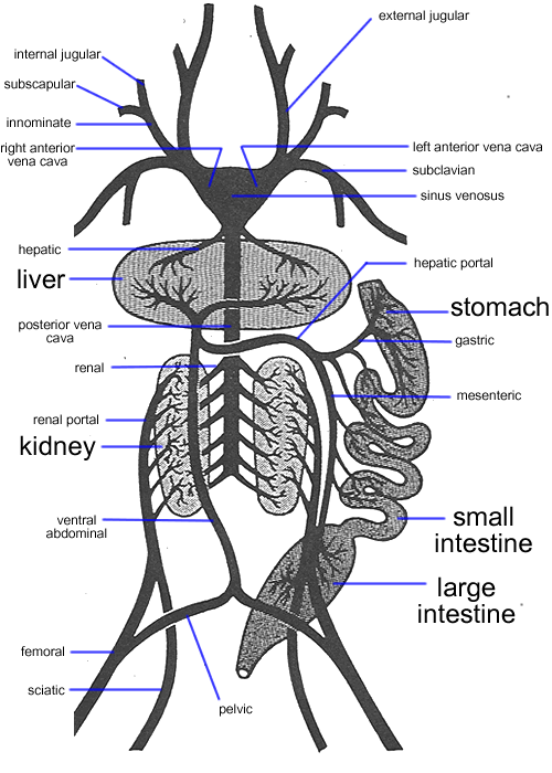 Vanessa Hudgens 2011: the circulatory system worksheet