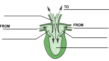 frog digestive system diagram labeled. Label the diagram of the frog