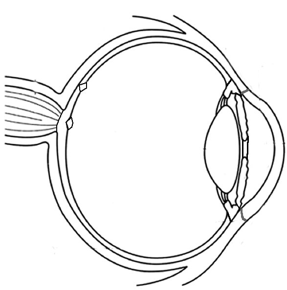 ocular anatomy coloring pages - photo #19