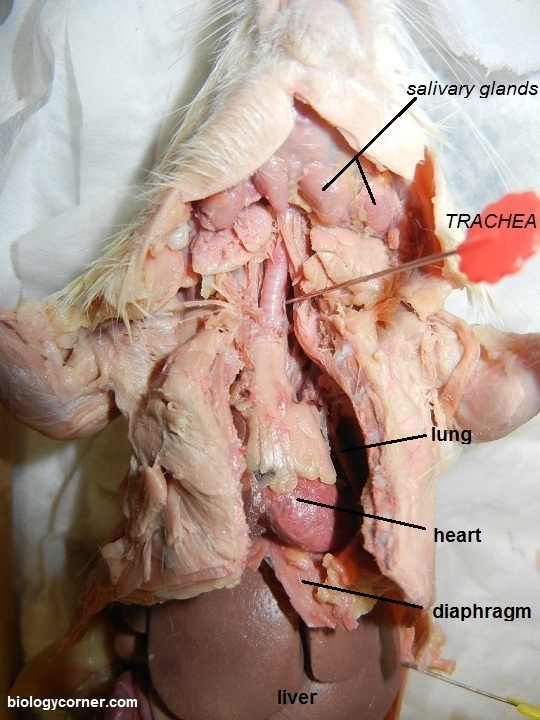 dissection of rat. rat thoracic