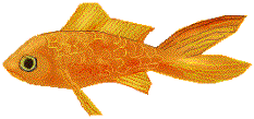 goldfish