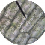 elodea02 elodea02
