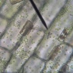 elodea04 elodea04