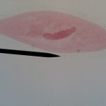 paramecium01