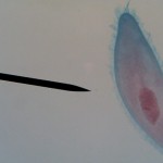 paramecium04