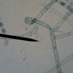 spirogyra01