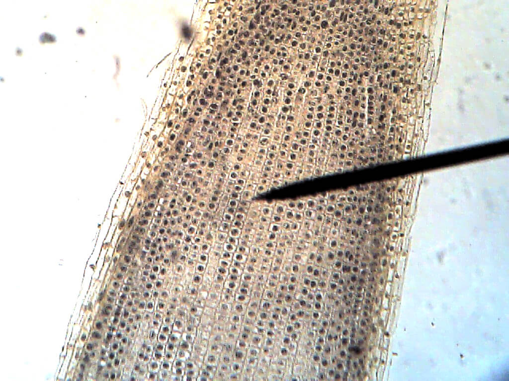 cell_onion_root The Biology Corner
