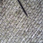 elodea03 elodea03