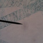 spirogyra04