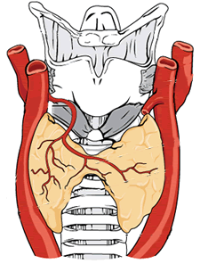 thryoid-275px