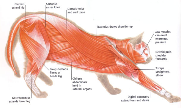 cat muscles