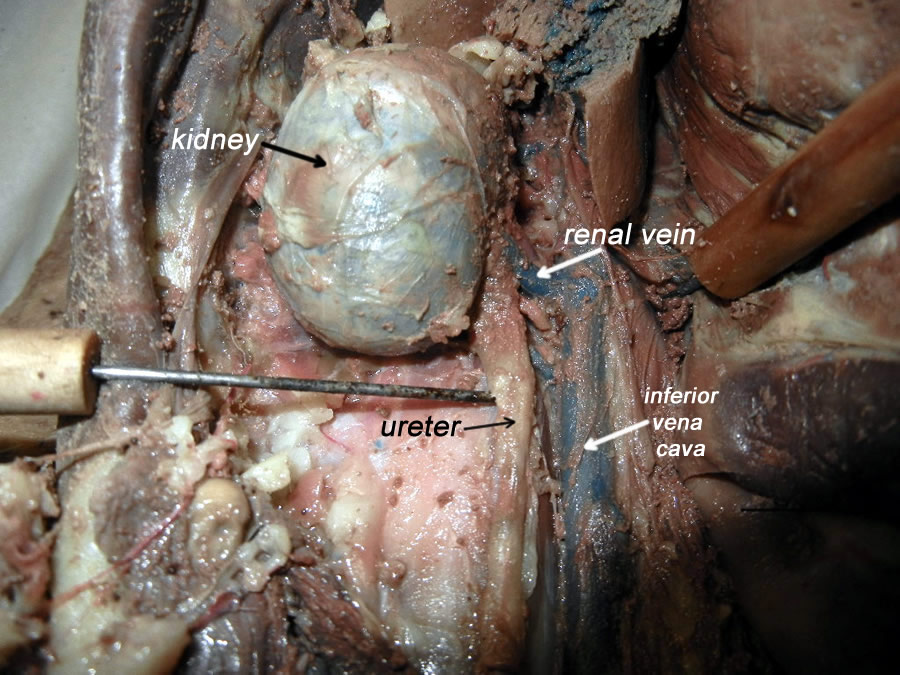 Cat Dissection