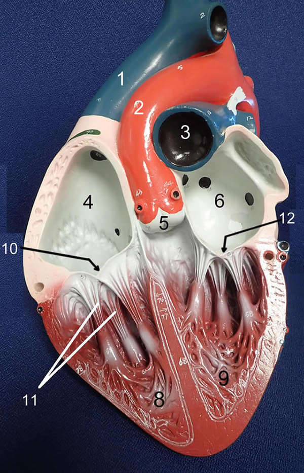 Heart Models