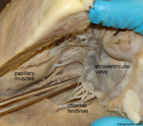 Heart Dissection Walk Through