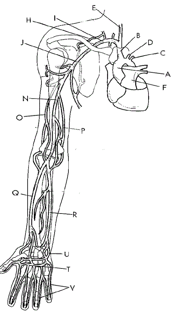 Кровообращение верхней конечности. Схема артериального кровотока верхней конечности. Артерии верхней конечности анатомия. Кровоснабжение верхней конечности анатомия. Кровоснабжение верхней конечности вены.