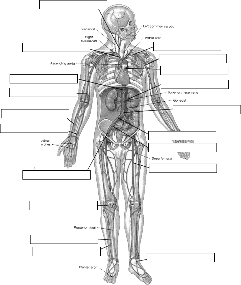 Label The Vessels Of The Human Body