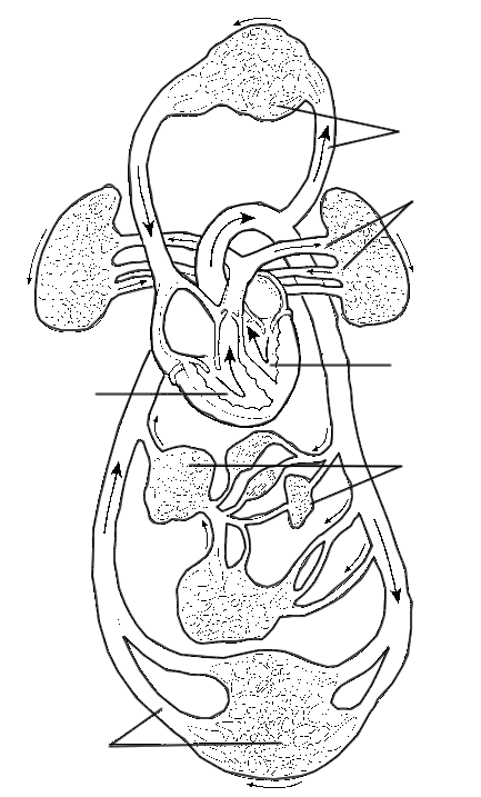 overview-of-the-circulatory-system