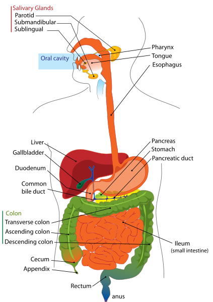 digestive