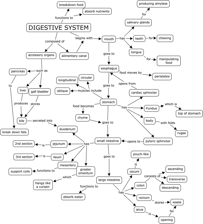 Digestive System Concept Map