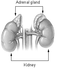 adrenal