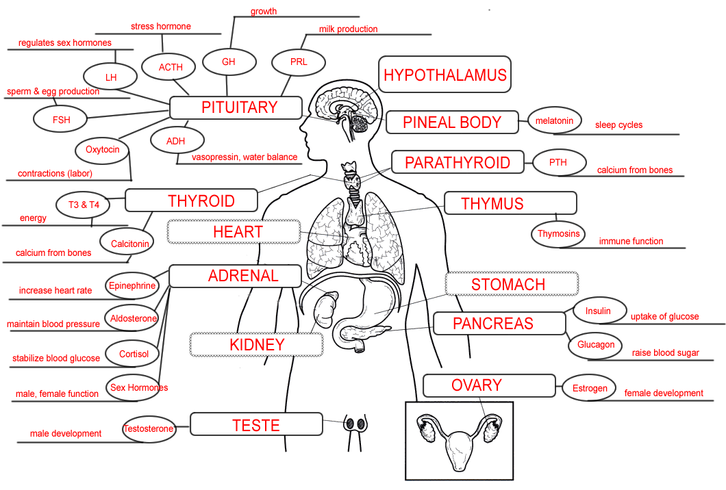 Endocrine System Concept Map Key