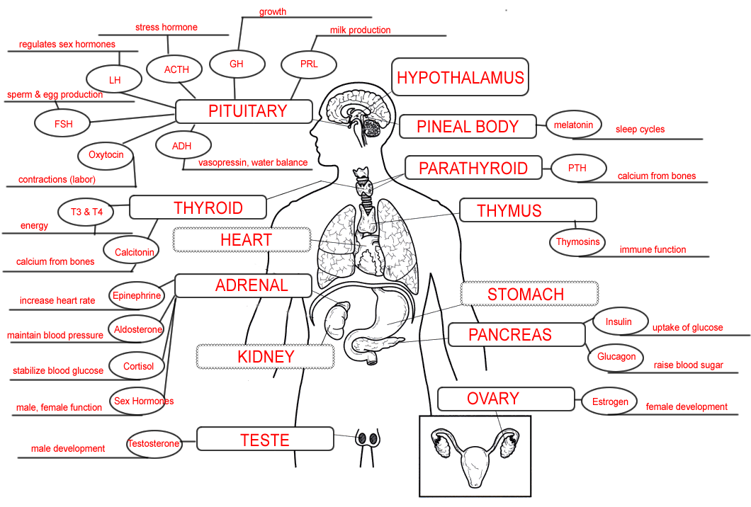 Endocrine System Anatomical Chart