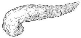 pancreas