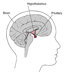 pituitary