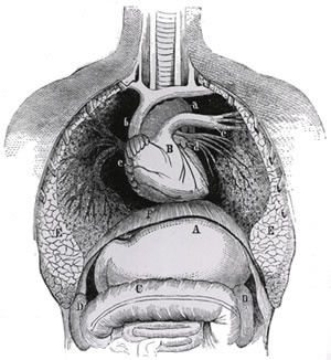 heart and diaphragm
