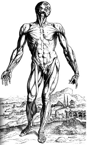 Anatomy & Physiology - Muscular System