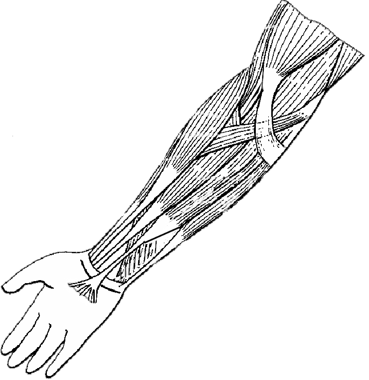 Label and Color the Muscles of the Arm (Extensors)