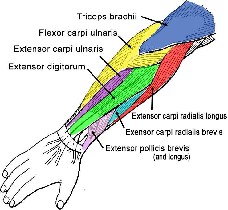 Arm Muscles Diagram Biology Diagrams Images Pictures Of Human Anatomy