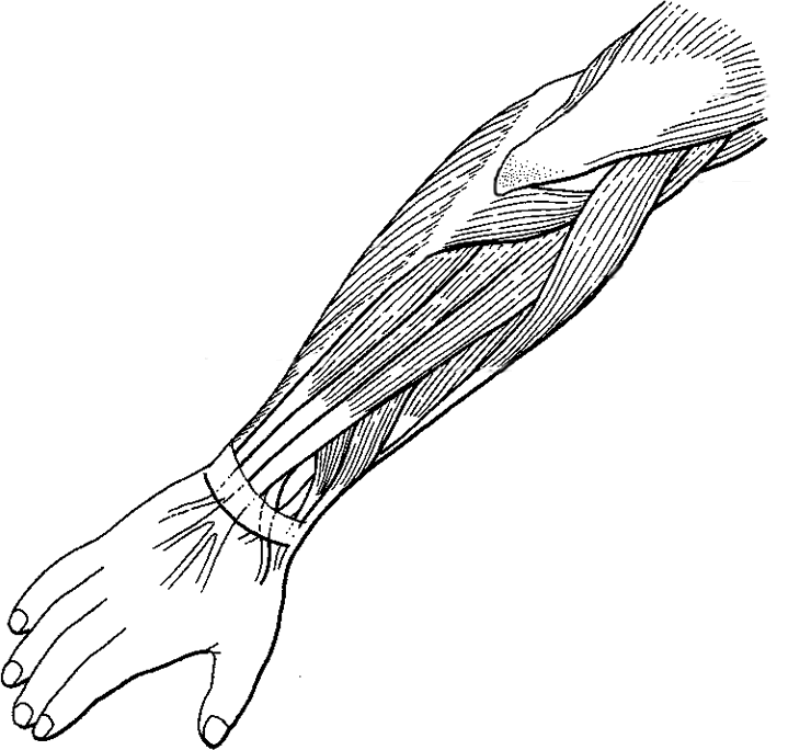 Label And Color The Muscles Of The Arm Extensors