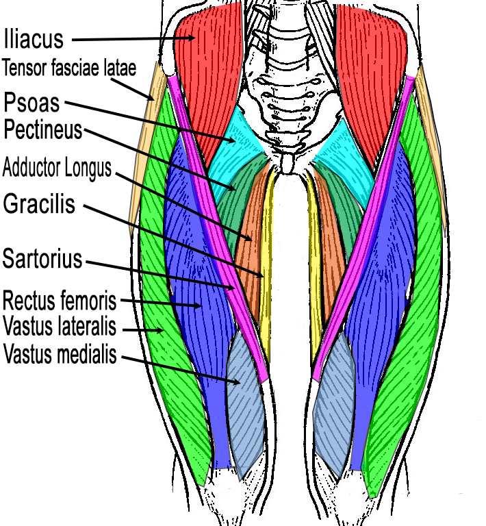Muscles of the Leg 