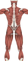 Anatomy & Physiology - Muscular System