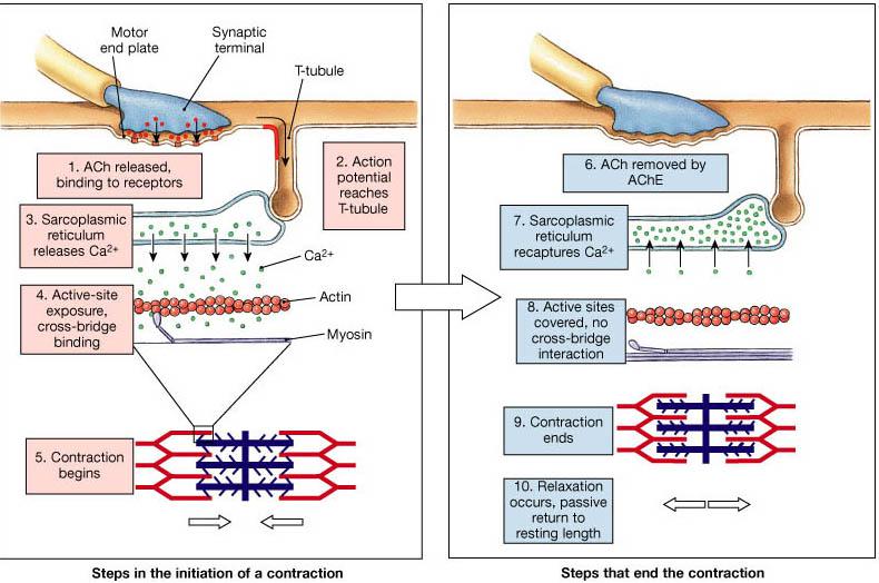 Muscle Game Part 1: The muscle cell