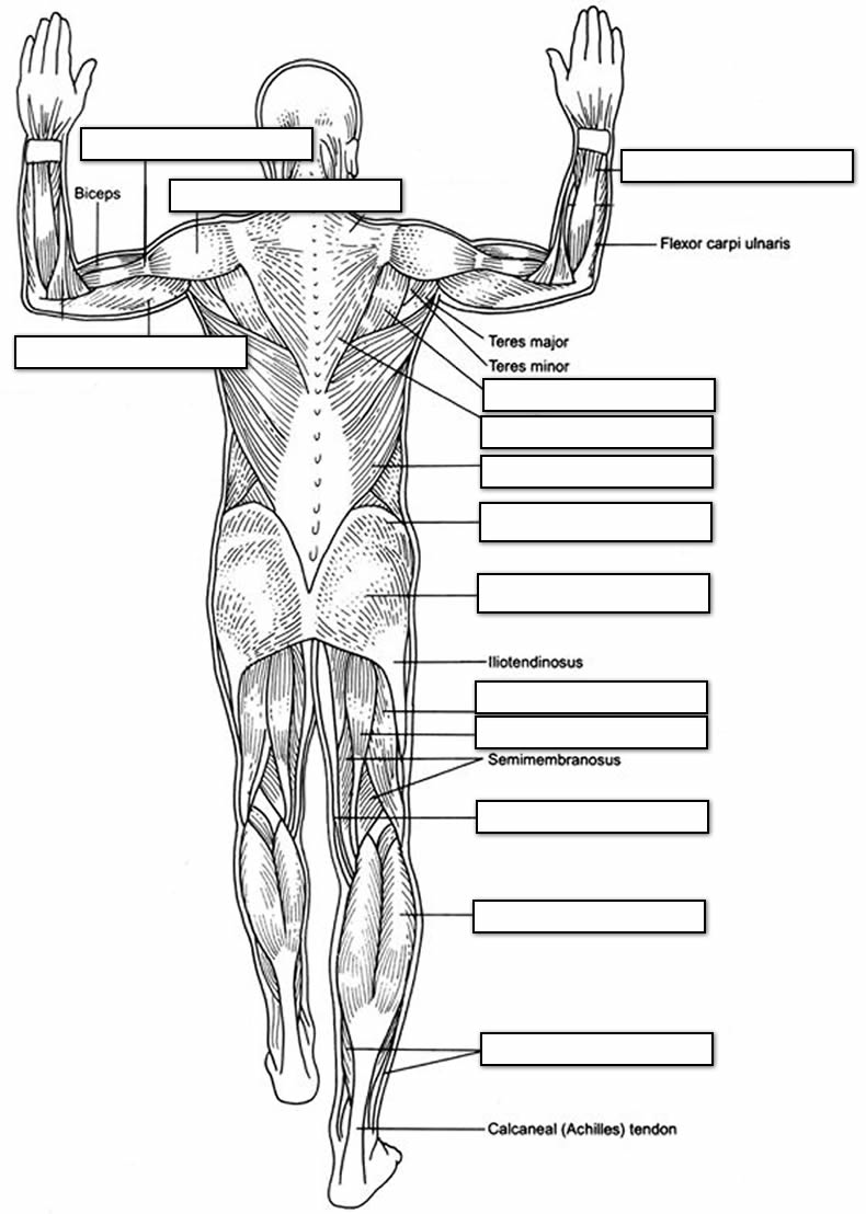 Human Muscles Labeling Dorsal Side