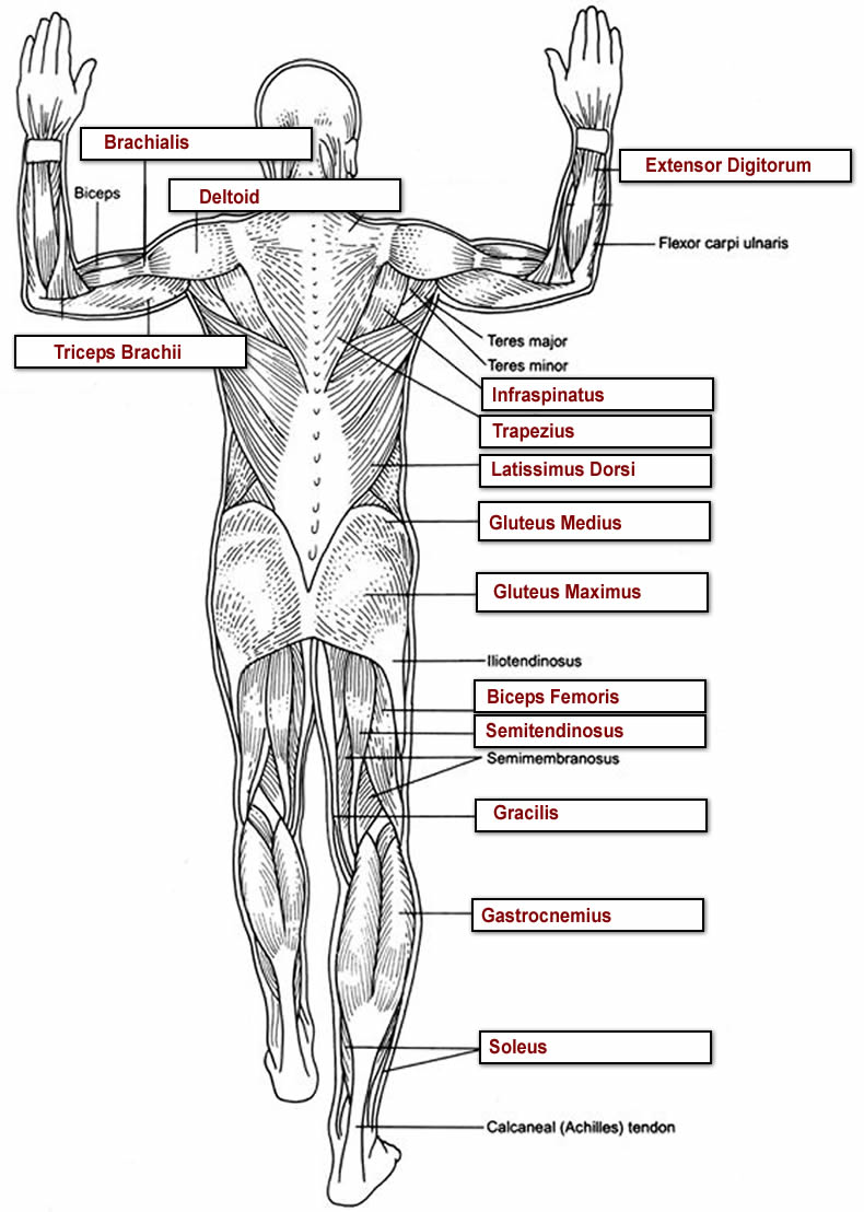 Muscles Labeled Front And Back : List Of Skeletal Muscles Of The Human Body Wikipedia