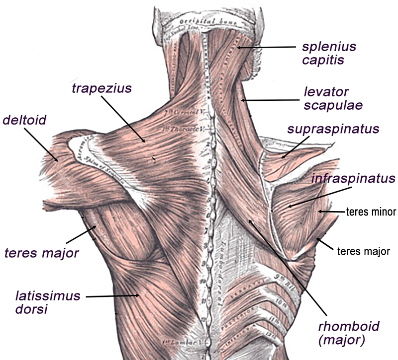 Muscles Of The Back