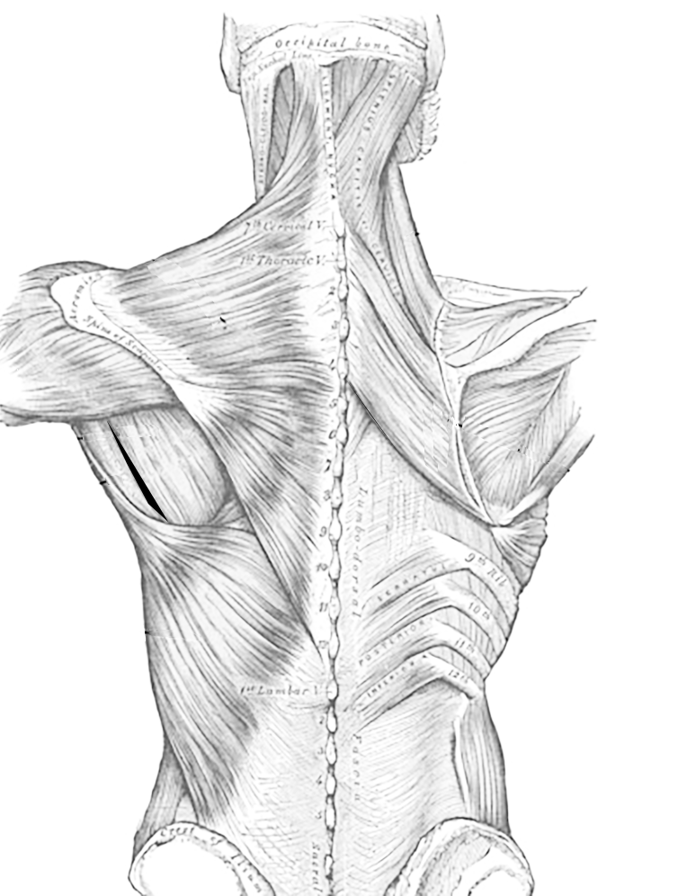 Muscles of the Thoracic Region, Dorsal Side