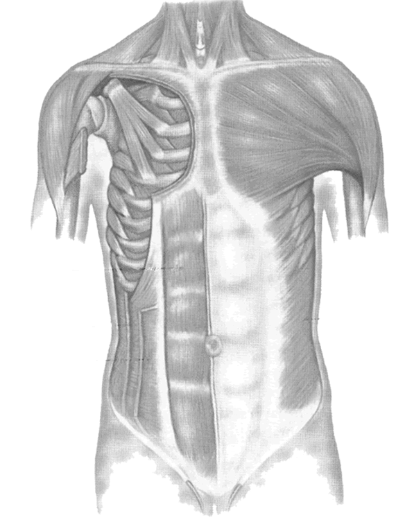 Muscles Of The Chest