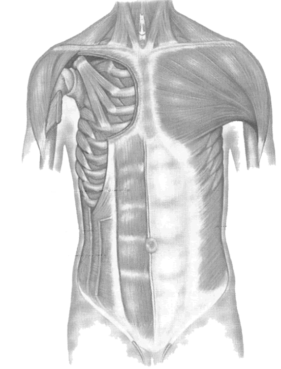 Chest  Muscles Antomy - Chest Muscles Images Stock Photos Vectors Shutterstock