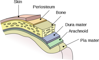 meninges
