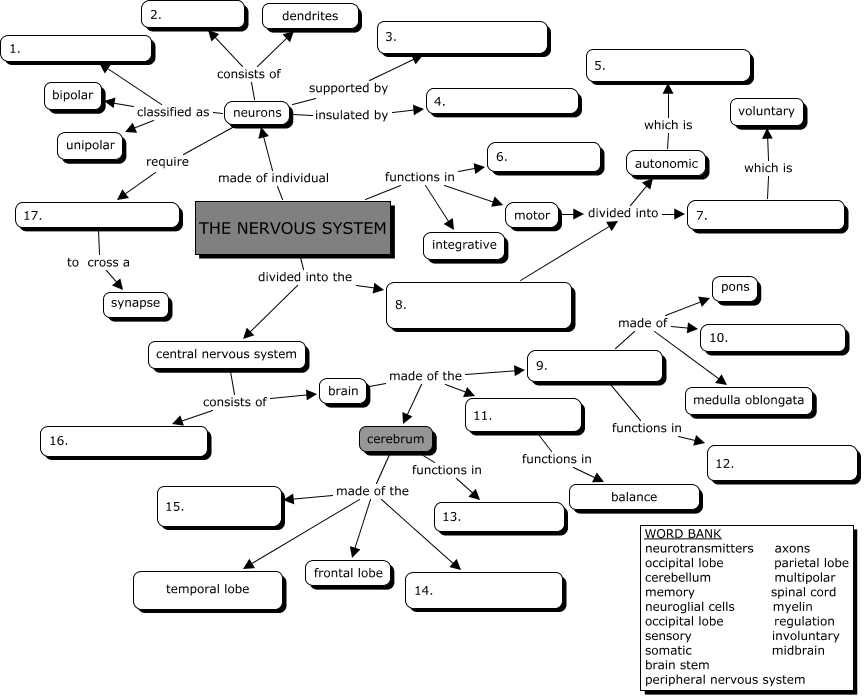 Nervous System Concept Map