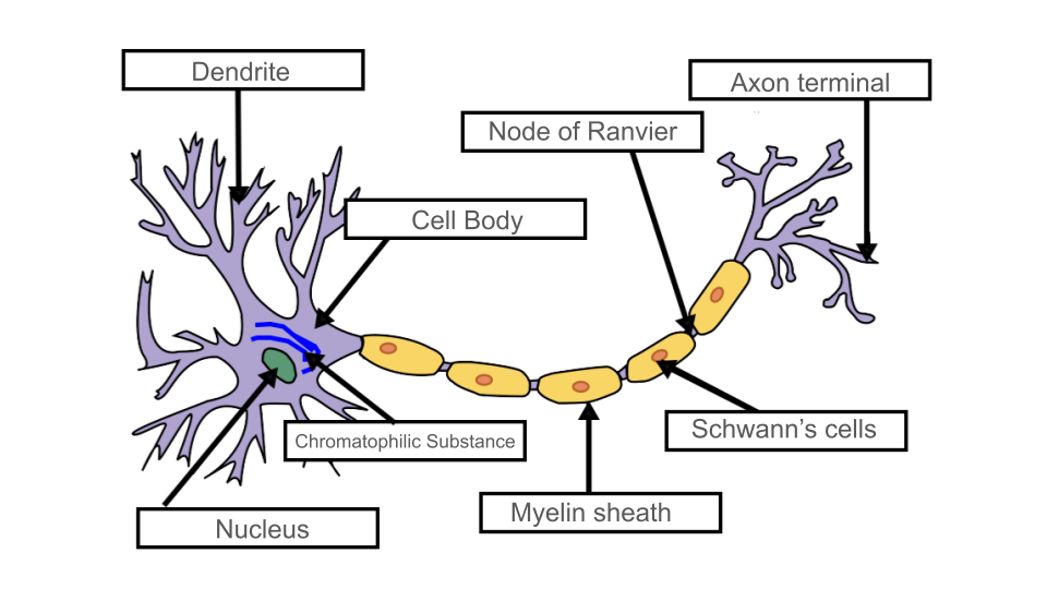 Complete Neuron Cell Diagram