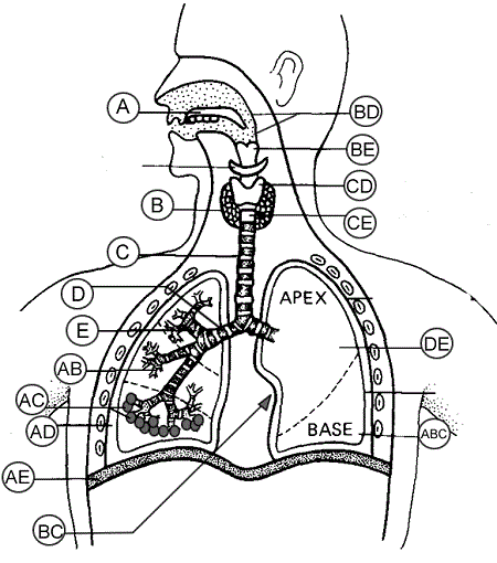 respiratory system unlabeled